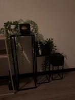 Planten in potjes met lippen en bloempotten, Ophalen, Vierkant, Binnen, Zo goed als nieuw