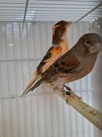 Mooi koppel kanaries tekoop, Dieren en Toebehoren, Meerdere dieren, Kleurkanarie