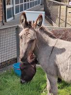 2 lieve ezel merries ter overname, Dieren en Toebehoren, Overige Dieren, Vrouwelijk
