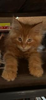 Prachtige Maine Coon kittens katertjes, Kater, Gechipt, 0 tot 2 jaar