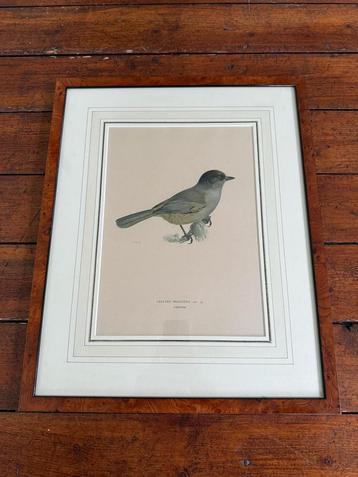 Originele antieke vogelprent – W. v. Wright  beschikbaar voor biedingen