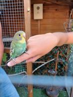 Grasparkieten, Dieren en Toebehoren, Vogels | Parkieten en Papegaaien, Mannelijk, Parkiet