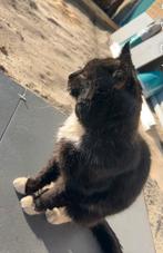 Coco zoekt een nieuw baasje, Ophalen of Verzenden