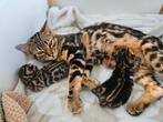 Bengaal kittens te koop!, Dieren en Toebehoren, Meerdere dieren, Ontwormd, 0 tot 2 jaar