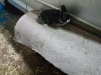 Kleurdwerg zilvervos zwart, Dieren en Toebehoren, Vrouwelijk, 0 tot 2 jaar