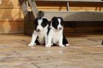 Border Collie Pups stamboek, Dieren en Toebehoren, Honden | Herdershonden en Veedrijvers, Reu, 8 tot 15 weken, Collie, Meerdere
