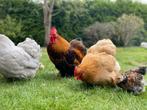 Cochin haan, Dieren en Toebehoren, Mannelijk, Kip