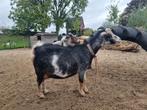 twee dwerggeiten zoeken goed huis, Dieren en Toebehoren, Schapen, Geiten en Varkens, Vrouwelijk, Geit, 0 tot 2 jaar
