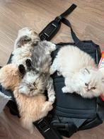 Pers kittens, Dieren en Toebehoren, Katten en Kittens | Overige Katten, Meerdere dieren, Langharig, 0 tot 2 jaar