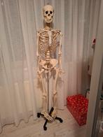 menselijk skelet, Diversen, Ophalen of Verzenden, Zo goed als nieuw