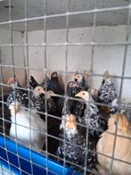 Chabo kriel kippen, Dieren en Toebehoren, Pluimvee, Meerdere dieren
