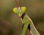 GEZOCHT: Europese bidsprinkhaan - Mantis religiosa, Sprinkhaan of Krekel