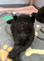 Mooie Maine Coon-kittens, Dieren en Toebehoren, Katten en Kittens | Raskatten | Langhaar, Poes, Gechipt
