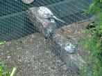 bonte diamandduifjes, Dieren en Toebehoren, Vogels | Duiven, Mannelijk, Overige soorten