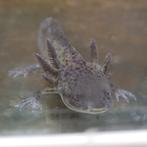 Axolotl gold/albino en axolotl axanthic/wild, Dieren en Toebehoren, Amfibie, 0 tot 2 jaar