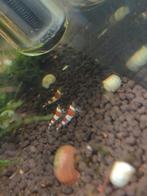 Caridina garnalen, Dieren en Toebehoren, Kreeft, Krab of Garnaal
