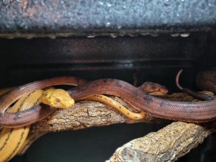 Couple Corallus Hortulanus reproducteur en parfaite santé, Dieren en Toebehoren, Reptielen en Amfibieën, Slang, 3 tot 6 jaar