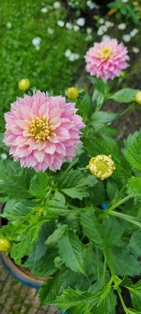 Trio mooie Dahlia's (knollen), Tuin en Terras, Planten | Tuinplanten, Vaste plant, Overige soorten, Volle zon, Zomer, Ophalen