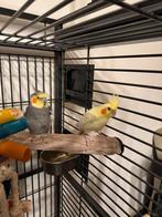 Twee mooi parkieten met grote kooi, Meerdere dieren, Parkiet
