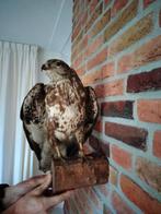 Opgezette buizerd, Ophalen of Verzenden, Zo goed als nieuw, Vogel, Opgezet dier