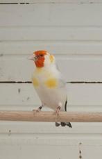Majoor putters, Meerdere dieren, Wildzangvogel, Geringd