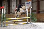 Sport Fjord!, Dieren en Toebehoren, Pony's, Gechipt, Ruin, Springpony, L