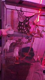 Gezocht: Ratjes die een 2e forever home zoeken- rattenopvang, Dieren en Toebehoren, Knaagdieren, Vrouwelijk, Tam, Rat