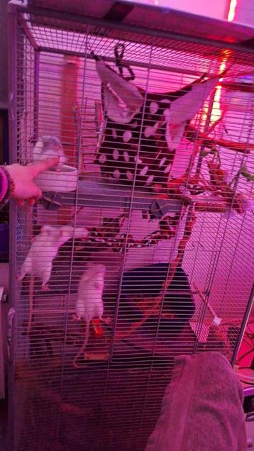 Gezocht: Ratjes die een 2e forever home zoeken- rattenopvang