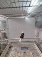 Majoor Putter pop egelhad van 23, Dieren en Toebehoren, Vogels | Overige Vogels, Vrouwelijk, Wildzangvogel