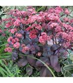 Paarsbladige Sedum 'Xenox' - Roze bloei – bijenplant, Overige soorten, Volle zon, Vaste plant, Ophalen of Verzenden