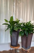 2 grote kamerplanten in pot. €15.—, Huis en Inrichting, Kamerplanten, Ophalen, Overige soorten, Minder dan 100 cm