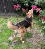 OLLIE GEZELLIGE SPEELSE REU, ZOEKT WANDELMAATJE, IS IN NL, 6 jaar of ouder, Particulier, Rabiës (hondsdolheid), Reu