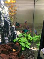 Groene Sumatraan 2 stuks 6 euro, Dieren en Toebehoren, Vissen | Aquariumvissen, Vis