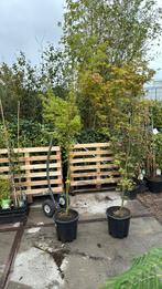 Stunt acer groen hoog 175cm plus weggeef prijs 29,50 pst, Tuin en Terras, Planten | Tuinplanten, Vaste plant, Bloeit niet, Halfschaduw
