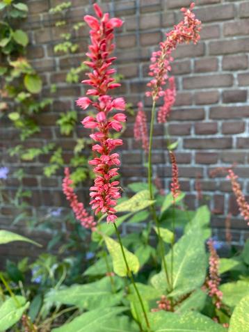 Roodroze  Duizendknoop - Persicaria amplexicaulis beschikbaar voor biedingen