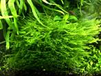 Aquariumplanten - Mini Weeping mos, Ophalen of Verzenden, Zo goed als nieuw, Plant(en), Steen of Hout