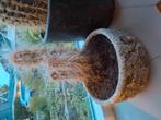 Zeldzame caclus. Groeit langzaam 10 jaar oud. Inclusief  pot, Huis en Inrichting, Ophalen of Verzenden, Halfschaduw, Minder dan 100 cm