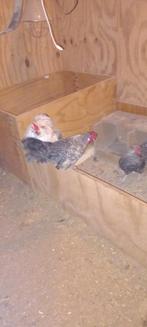 Haantjes sebright dunsborger cochin, Mannelijk, Kip