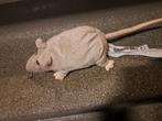 Ikea rat knuffel nieuw, Ophalen of Verzenden, Nieuw, Overige typen