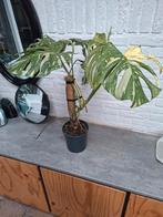 Te koop, Monstera thai constellation/3 jaar oud., Ophalen, Zo goed als nieuw, Kunststof