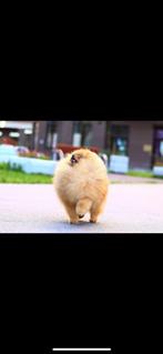 Pomeranian dekreu, Particulier, Reu, Buitenland, Parvo