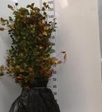 Beuk - Bladhoudend - Fagus sylvatica - Groene beuk - Fagus, Ophalen of Verzenden, Beukenhaag, 100 tot 250 cm