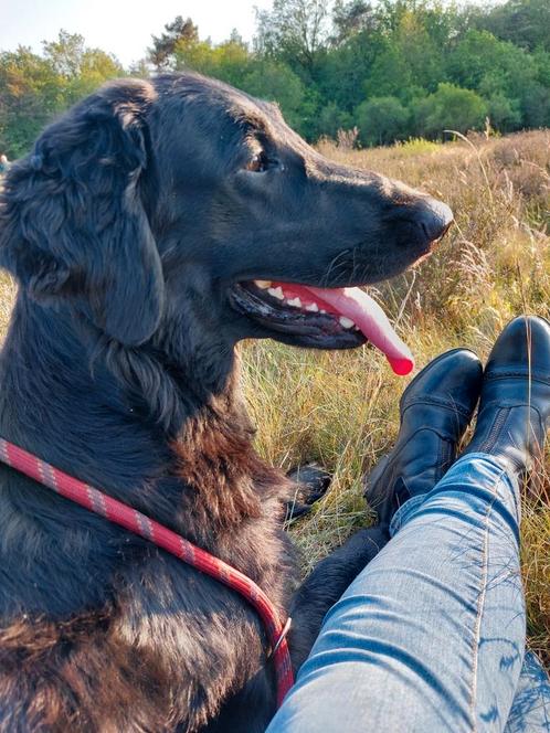 🩵🩷 Flatcoated retriever pups (verwacht 2e week juni) 🩷🩵, Dieren en Toebehoren, Honden | Retrievers, Spaniëls en Waterhonden