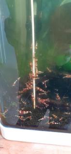 Chrystal red, Dieren en Toebehoren, Vissen | Aquaria en Toebehoren, Ophalen, Zo goed als nieuw, Grind, Zand of Voedingsbodem