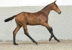 Merrieveulen (2025) met fantastische springgenen, Dieren en Toebehoren, Merrie, Springpaard, Minder dan 160 cm, Gechipt