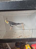 Te koop valkparkiet, Dieren en Toebehoren, Vogels | Parkieten en Papegaaien, Meerdere dieren, Parkiet
