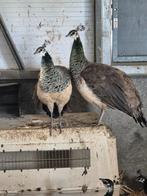 Pauwen vrouwtjes en mannetjes, Dieren en Toebehoren, Meerdere dieren, Overige soorten