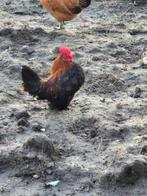 4 x kriel haan, Dieren en Toebehoren, Pluimvee, Mannelijk, Kip