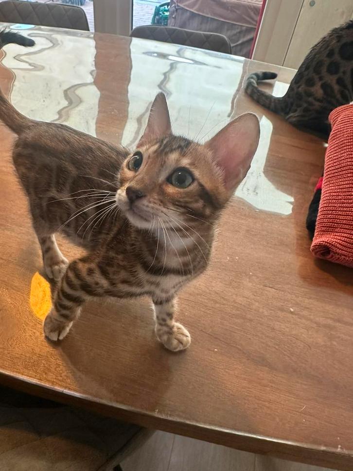 Mooie bengaal kittens (1 nog beschikbaar), Dieren en Toebehoren, Katten en Kittens | Raskatten | Korthaar, Kater, 0 tot 2 jaar