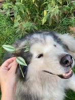 Stekje zebrablad (Tradescantia zebrina) plant, Overige soorten, Minder dan 100 cm, Groene kamerplant, Halfschaduw